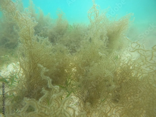 Obraz 海で揺れるモズク