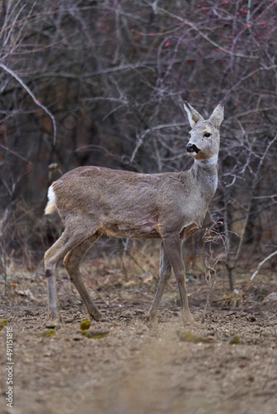 Fototapeta Roe deer at the feeding spot in the forest