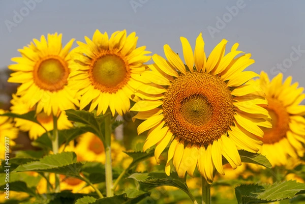 Fototapeta roll of sunflower in field with selective  focus