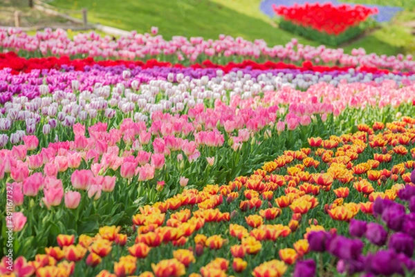 Fototapeta チューリップ　チューリップ畑　花　花壇