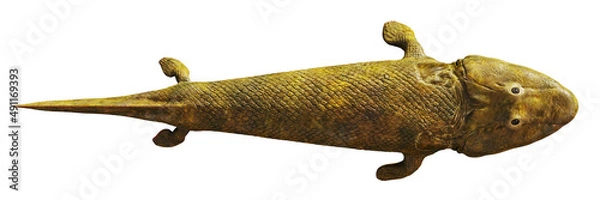 Fototapeta Tiktaalik, extinct transitional species between fish and legged animals isolated on white background, top view 
