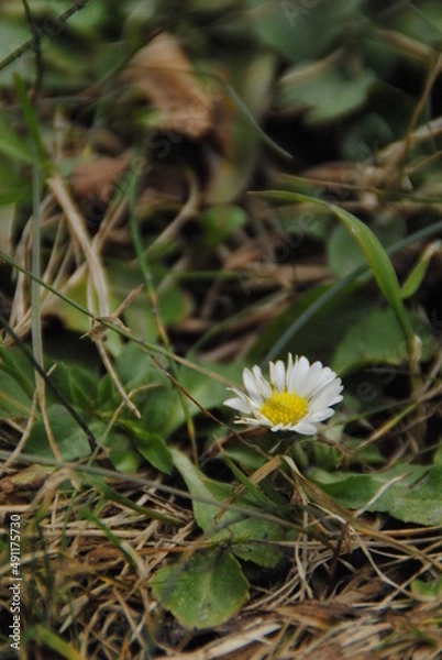 Obraz white daisy flower