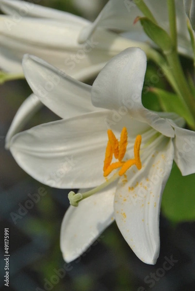 Obraz white lily flower