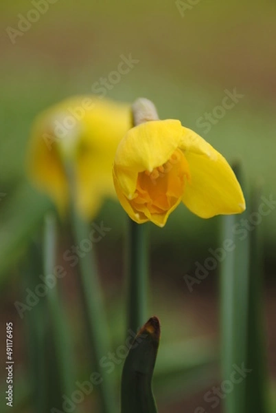 Obraz yellow  flower