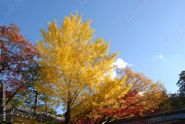 Fototapeta 秋の南禅寺　境内の銀杏の木　京都市左京区