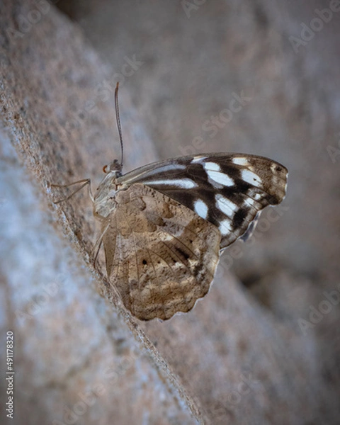 Obraz Schmetterling getarnt auf Stein