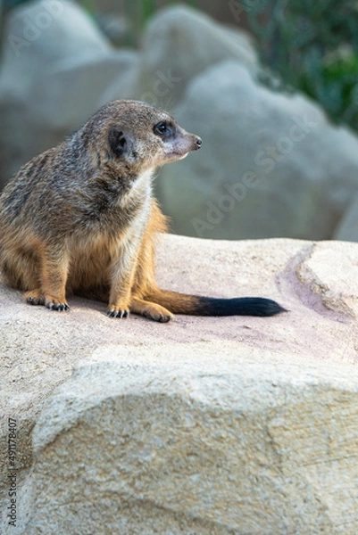 Obraz Erdmännchen auf einem Felsen