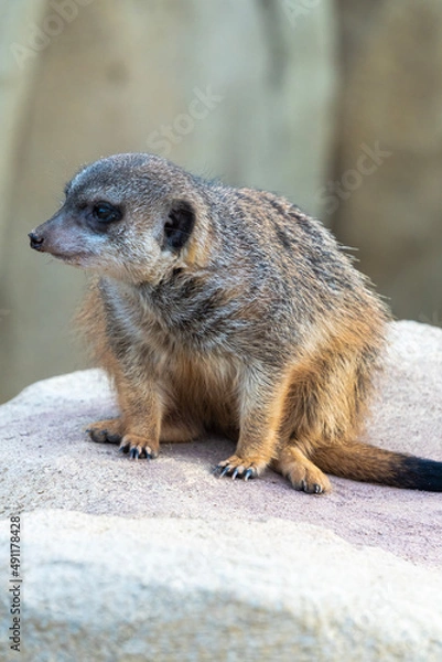 Obraz Erdmännchen auf Felsen