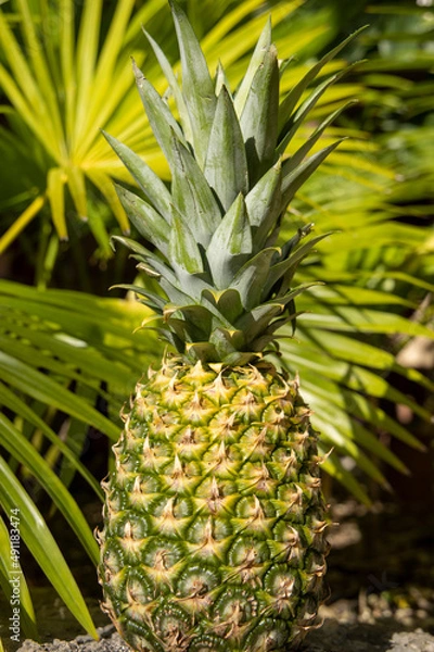 Obraz ananas sur fond de feuilles de cocotier