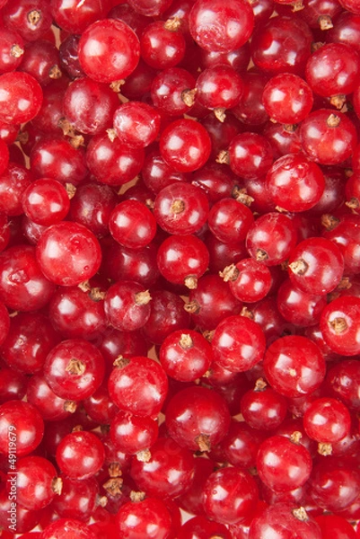 Fototapeta redcurrant