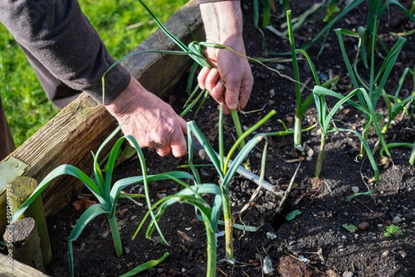 Fototapeta Elderly man uses hand held rake weeder to pull up ripe scallions from home made organic vegetable garden planter.