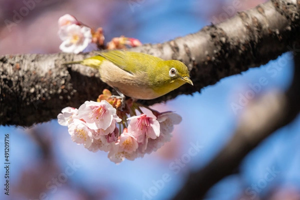 Obraz メジロと桜　春