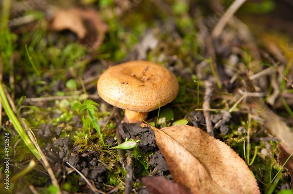 Obraz saffron milk cap