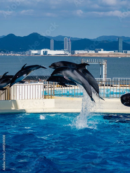 Obraz イルカショーのジャンプ３