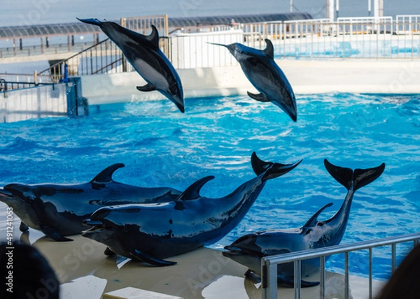 Obraz イルカショーのジャンプ２