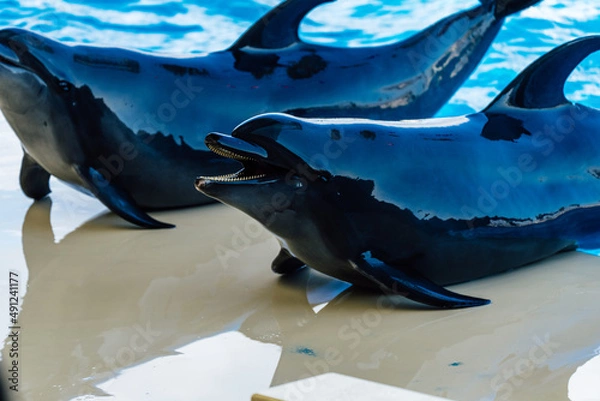 Obraz イルカの挨拶