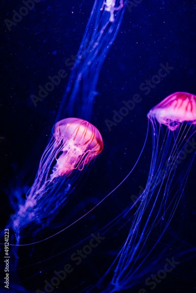 Obraz 神秘的なクラゲ２