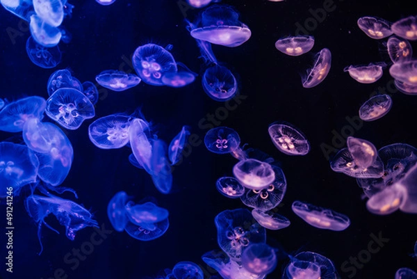 Obraz 神秘的なクラゲ３