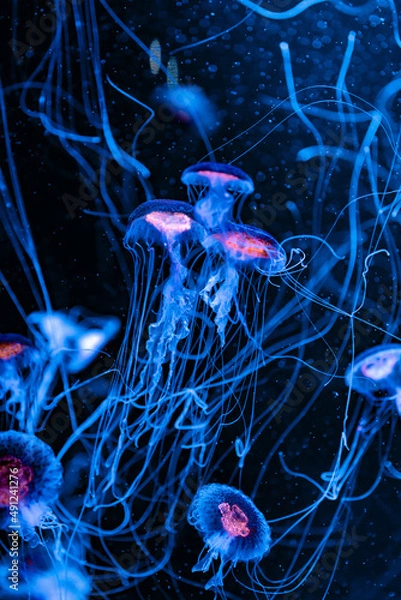 Obraz 神秘的なクラゲ