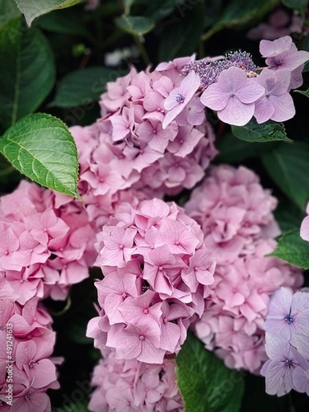 Fototapeta Hydrangea