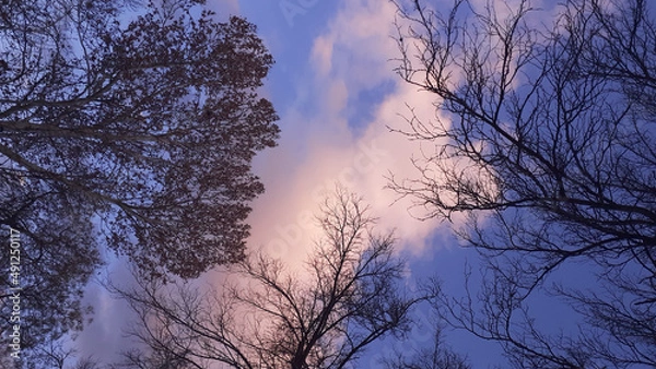 Fototapeta two wreaths of trees seen on a phoenix in the deep sky cloud