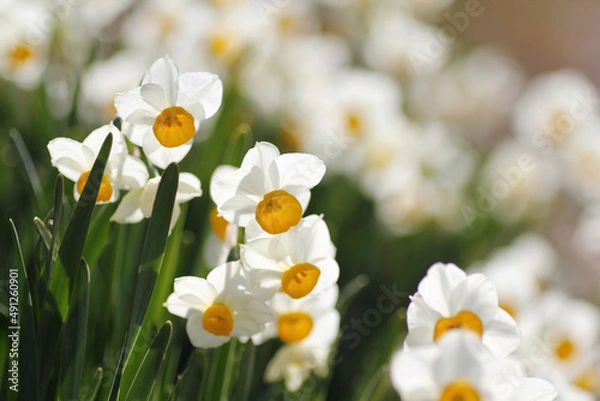 Fototapeta スイセン