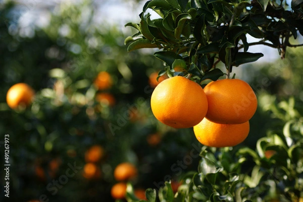 Fototapeta Tangerines on branches are being cooked.