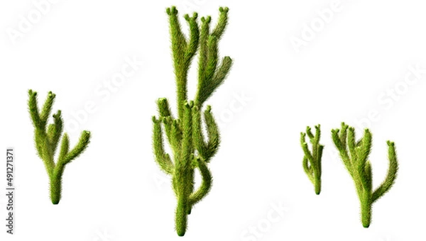 Fototapeta 3D Rendering Cholla Cactus on White