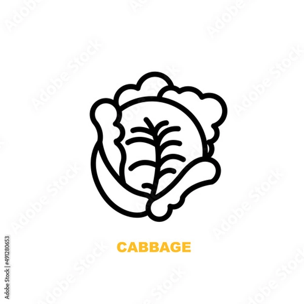 Fototapeta Cabbage vector illustration isolated on white background.
