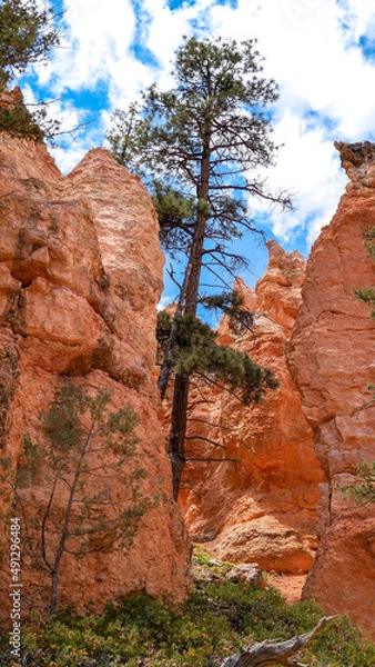 Obraz tree with pink cliff backdrop