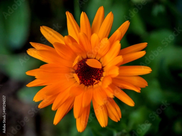 Obraz orange gerber daisy