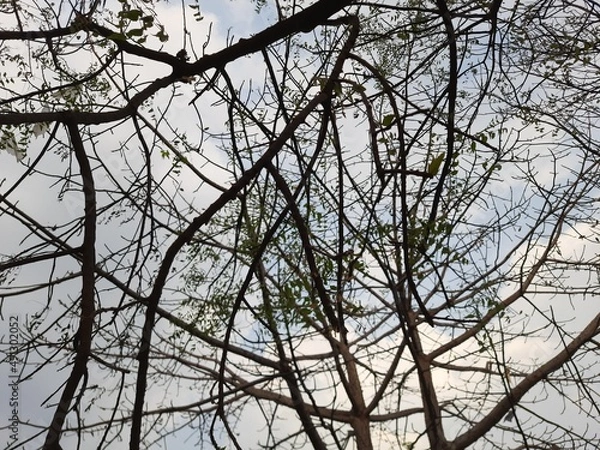 Obraz branches against sky