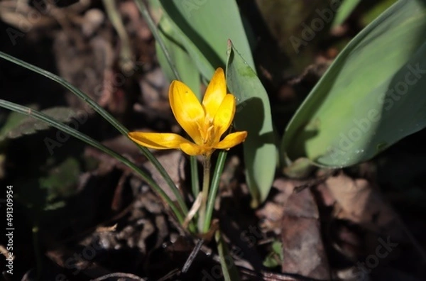 Obraz Yellow crocus grows on a spring flower bed.