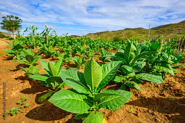 Fototapeta Tobacco field with beautiful sky background in the Dominican Republic
