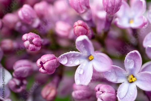Obraz Lilac flowers close up with dew drops