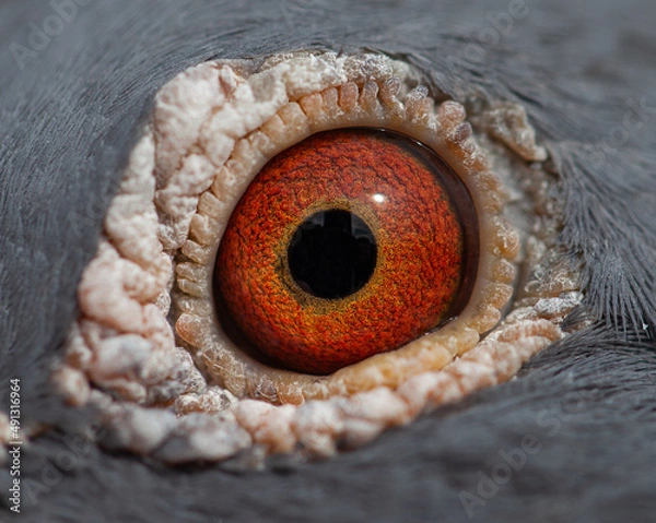 Fototapeta A macro view eye of a racing pigeon. The eye theory is very popular to explain how pigeons find their home from long distances.  Racing pigeon pupil.