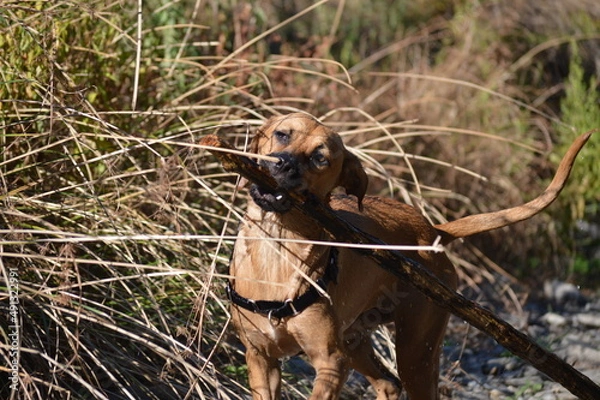 Obraz Felicidade Canina