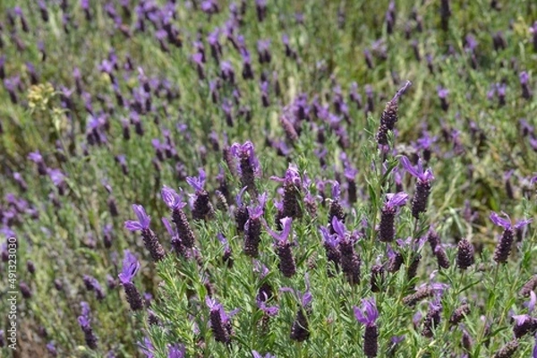 Fototapeta Rosmaninho