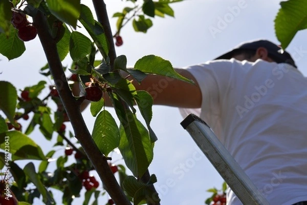 Fototapeta Colher Cereja