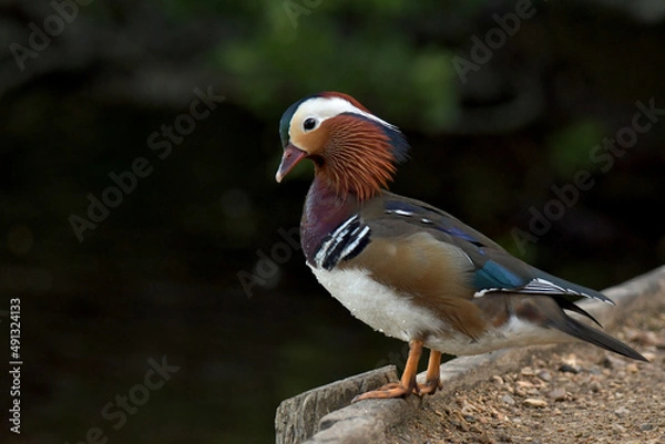Fototapeta Male Mandarin Duck (Aix galericulata)