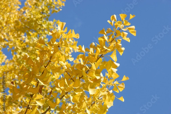 Fototapeta 銀杏の黄葉