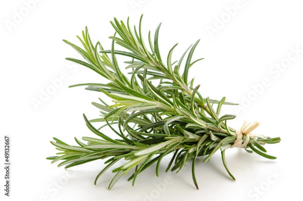 Obraz Rosemary - Rosemary