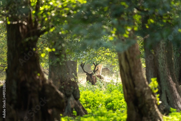 Fototapeta Red deer during rutting time. Male of deer with herd. Deers in the Denmark royal park. European wildlife. 