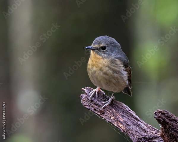 Fototapeta Nature wildlife bird species of Snowy browed flycatcher found in Borneo, Sabah,Malaysia