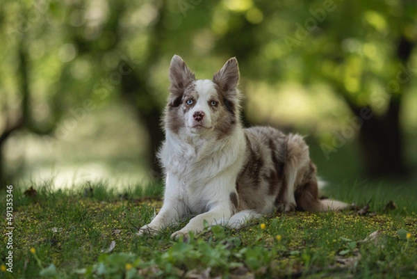 Fototapeta A marble border collie with multicolored eyes resting in the grass among the spring park