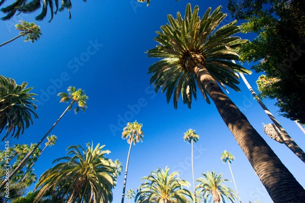 Obraz California palm trees