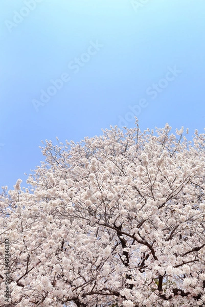 Obraz 満開のソメイヨシノ