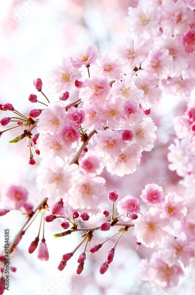 Fototapeta ヤエザクラ