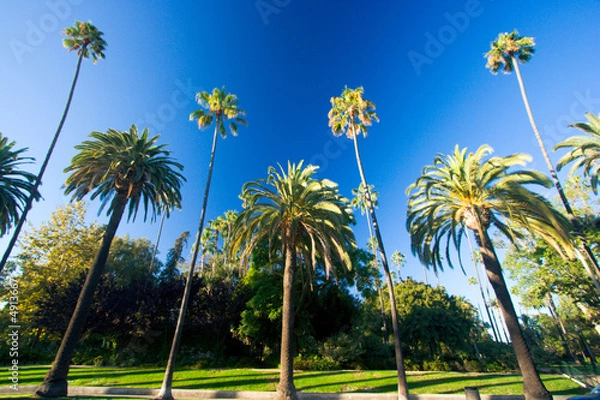 Obraz California palm trees