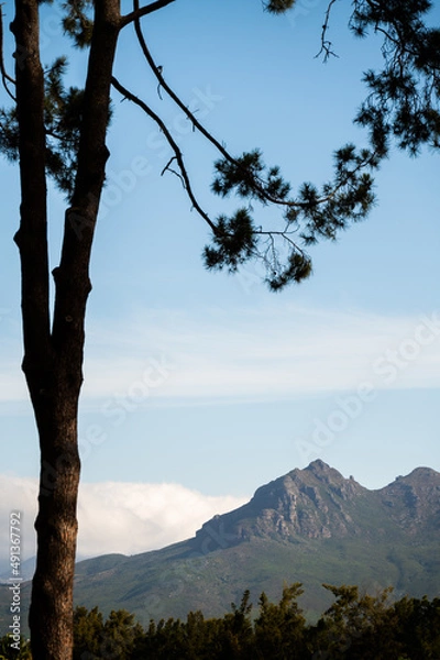 Obraz Mountain view with silhouetted tree in the foreground